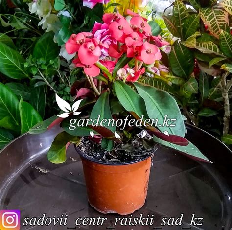 Молочай Миля (в пластиковом транспортировочном горшке) купить в Таразе ...