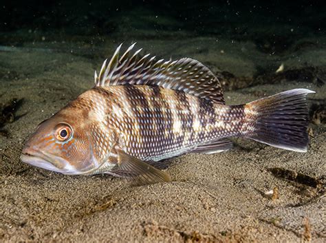 juvenile black sea bass