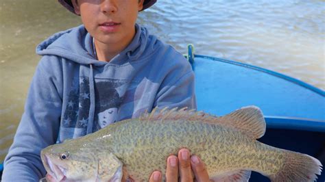 Murray Cod Fishing Youtube