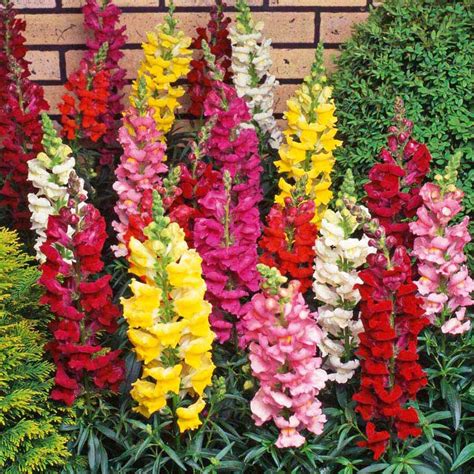 All About Gardening Garden Guru Secrets To Growing Snapdragon Flowers