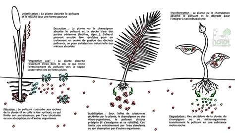 Phytoépuration Phytoremédiation Mycoremédiation Lichen Lexique