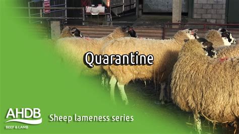 Quarantine Sheep Lameness Series YouTube