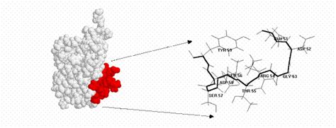Biological functions
