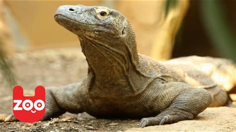Rare Komodo Dragon Babies - YouTube