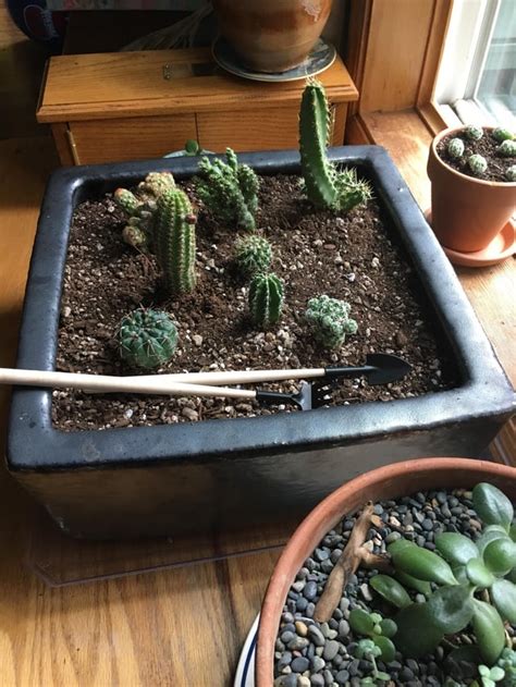 Kiddo wanted a huge cactus for his birthday (turning 5), but in rainy ...