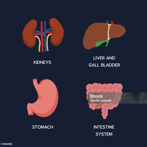 인간의 내부 장기 만화 해부학 신체 부위 장 시스템과 위 담즙 방광과 신장 및 간 벡터 일러스트 레이 션 간염에 대한 스톡 벡터
