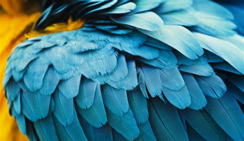 macro feather parrot macaw stock  pictures royalty