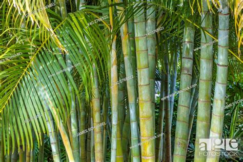 Areca Palm Dypsis Lutescens Also Known As Bamboo Palm Golden Cane