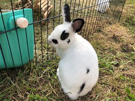 bébé lapin nain unCompagnon fr