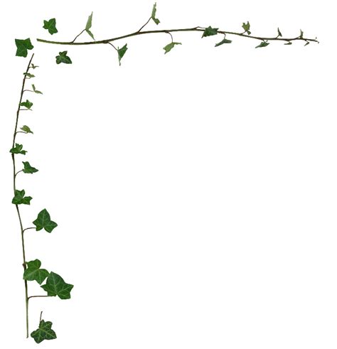 Common ivy Vine Desktop Wallpaper Stock photography Clip art - leaf border png download - 740* ...