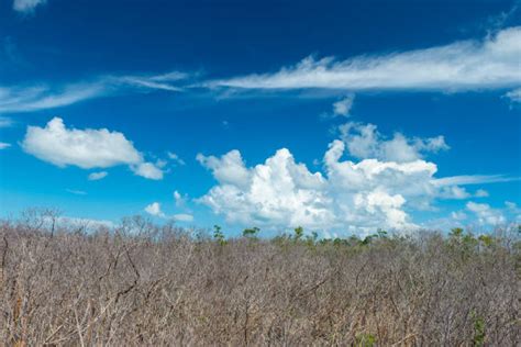 90 Long Key State Recreation Area Photos Stock Photos Pictures