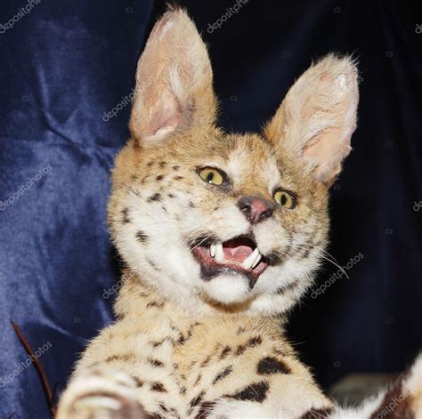 Wild Cat Serval — Stock Photo © Samodelkin8 13713596