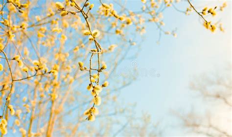 Spring Nature Scene With Pussy Willow Branches Stock Image Image Of Inflorescence March