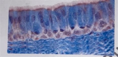 Bases Histologie Cartes Quizlet