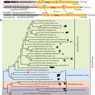 The Genomic Structures And Evolutionary Relationships Of The Newly