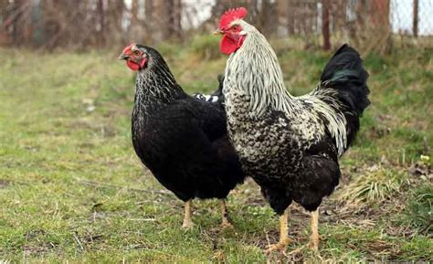 fakta menakjubkan tentang ayam mitos dunia