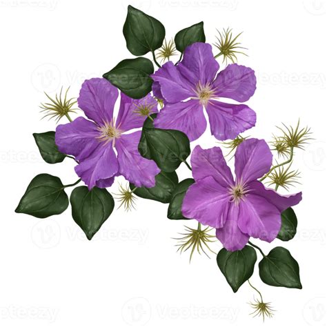 Bouquet Of Clematis Flowers On Liana Illustration 11015840 PNG