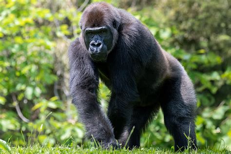 Pittsburgh Reacts To The Death Of Ivan The Gorilla
