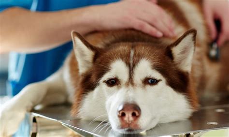 Cinomose Canina Saiba Como Preveni La Labmol Vet