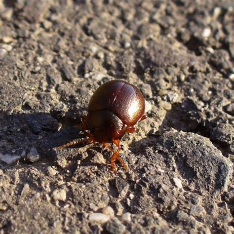 Subspecies Chrysolina staphylaea staphylaea · iNaturalist