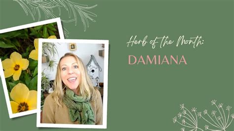 Herb of the Month: Damiana — Sky House Herb School