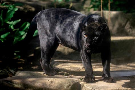 Texas man's photo of 'black panther' creates buzz. Wildlife experts say ...