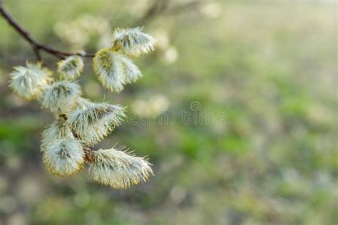 Flowering Pussy Willow Branches In Early Spring Stock Photo Image Of Light Macro