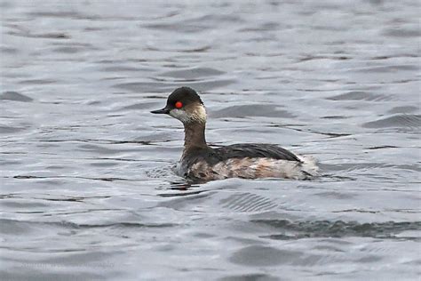 Wednesday 16th March 2022 Cornwall Birds CBWPS