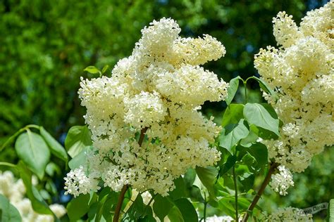 Сирень обыкновенная Примроуз (Primerose, Yellow Wonder) (Syringa ...
