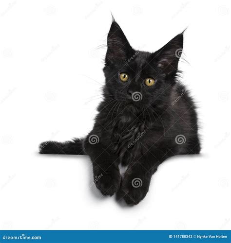 Cute Solid Black Maine Coon Cat Kitten on White Background Stock Photo