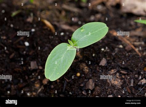Seed leaf (cotyledon Stock Photo: 69733652 - Alamy