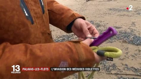 Invasion de méduses violettes à Palavas les Flots Vidéo Dailymotion