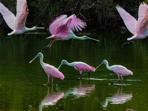 8 Exciting Things to Do in the Everglades - HolidayNomad.com