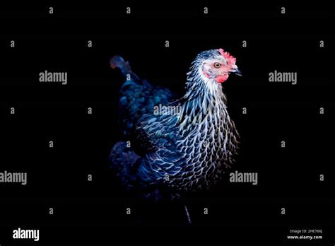 Backyard Chickens In Profile With Black Background Stock Photo Alamy
