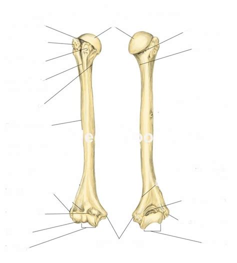 Humerus Labeling Diagram Quizlet