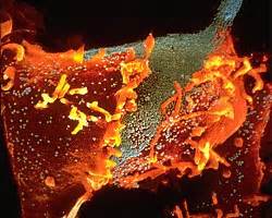 Херпесът – невинен само на пръв поглед | здраве.bg