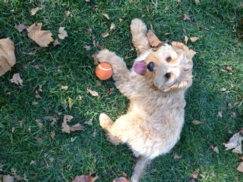 Spoodle Breed Information Puppy Information Banksia Park Puppies