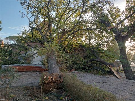 Macerata Raffiche Di Vento Fino A 100km H Quercia Crolla Su Auto