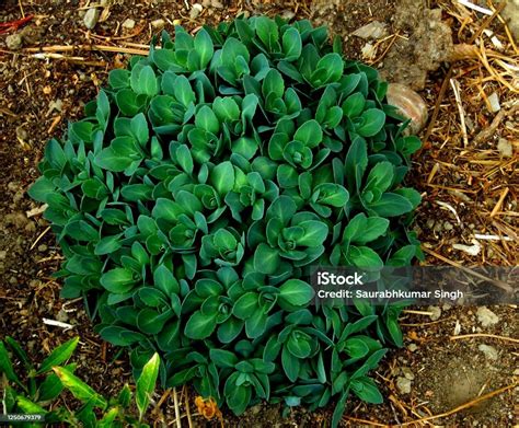 Beautiful Sedum Spectabile Crystal Pink Leaves Stock Photo Download