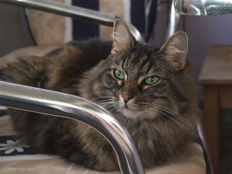 Miss Milly (2008) - Explored 09.12.2015, #78 | One more from… | Flickr
