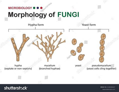 Fungal Hyphae Its Definition Structure And Functions 46 Off
