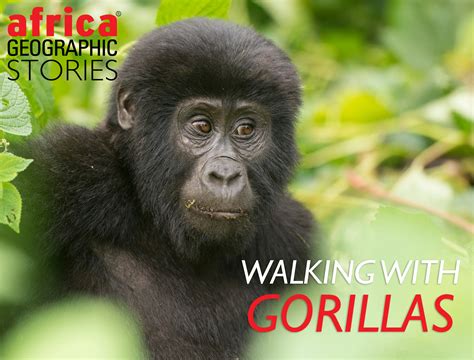 Walking with gorillas - Africa Geographic