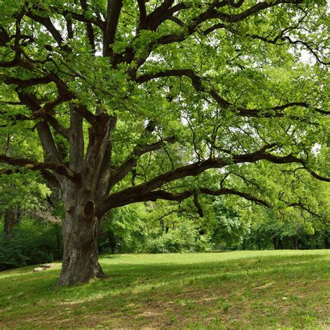 What Is A Live Oak Tree