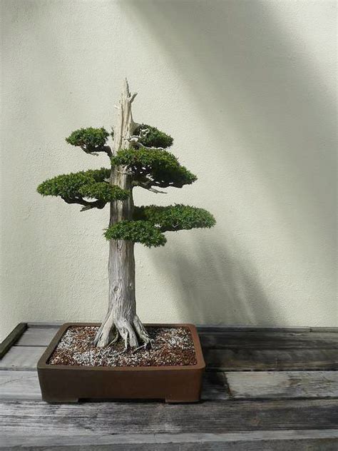 Bonsai Seeds – The Bonsai Tool & Supply Company of Canada