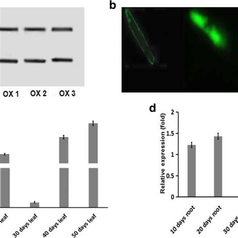 Rt Pcr Analysis Subcellular Localization And Expression Patterns Of