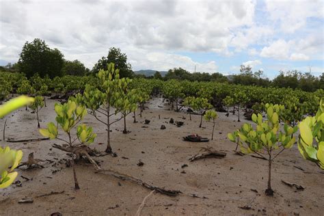 Madagascar A Green Revolution In Motion Wwf