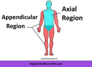 Regional Terms Anatomy Mnemonics Anatomical Terminology Body Part Names