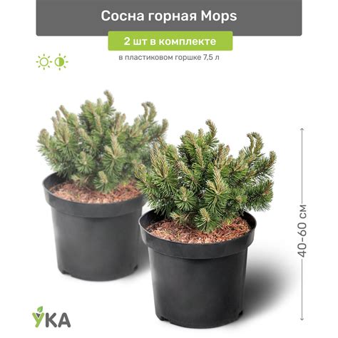 Сосна горная Mops 40-60 см в пластиковом горшке 7,5 л, саженец, хвойное ...