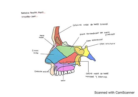 Dibujos de Anatomía Nathalia Peralta uDocz