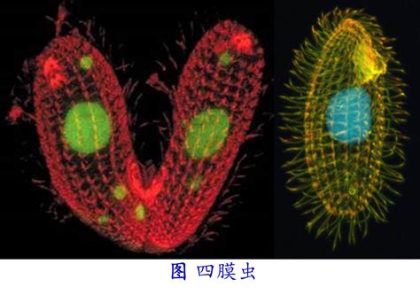 科学网—环境微生物之病毒 王从彦的博文